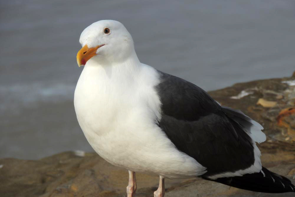 Gonzalez - Curious Seagull.jpg